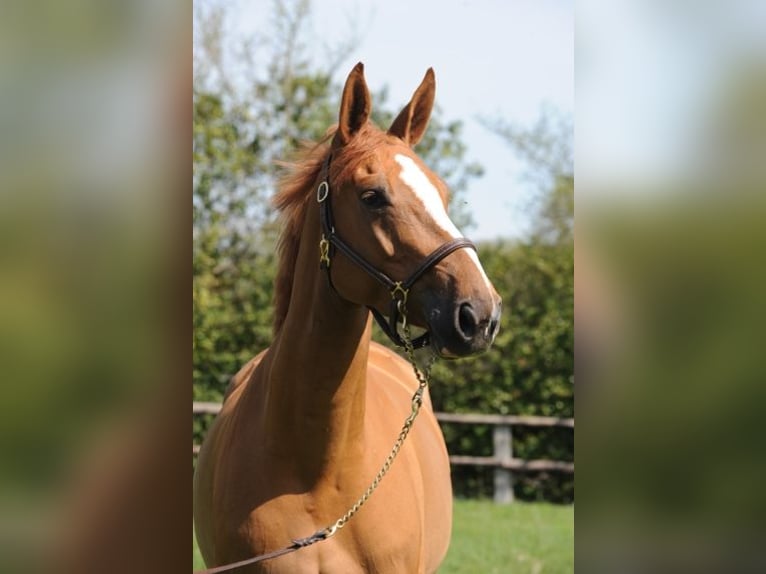 Selle français Nieznany Zygota  in GROTE-BROGEL