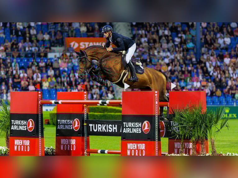 Selle français Nieznany Zygota  in GROTE-BROGEL