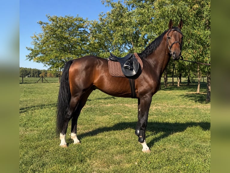 Selle italien Étalon 5 Ans 168 cm Bai brun in Barlahida
