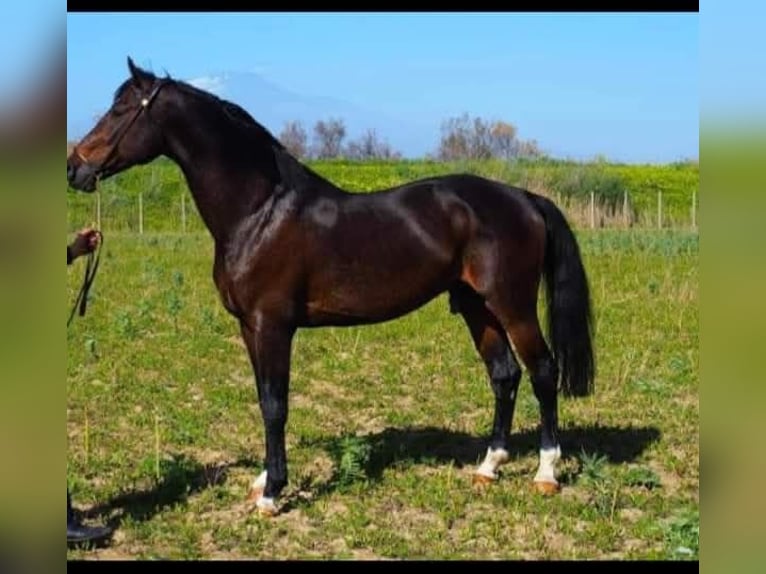 Selle italien Étalon  Bai brun in Corleone