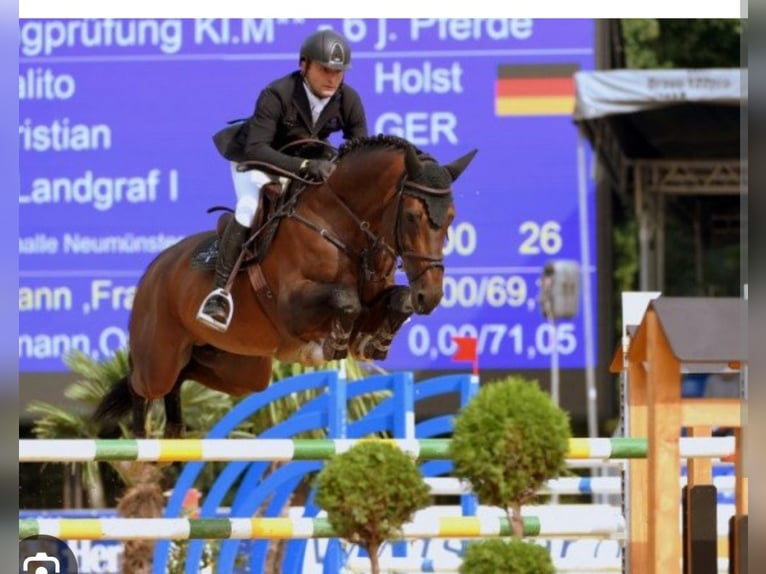 Selle italien Étalon  Bai brun in Corleone