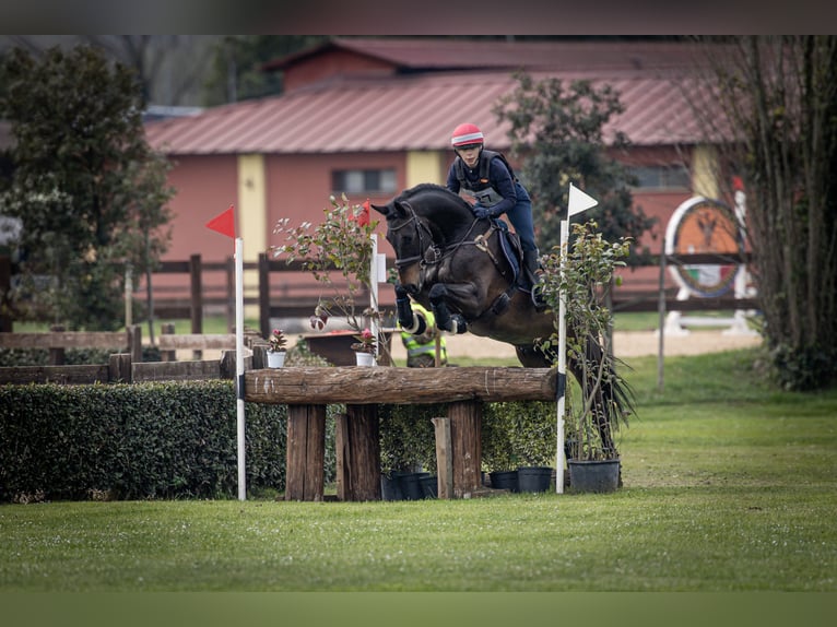 Selle italien Hongre 12 Ans 163 cm Bai brun in Roma