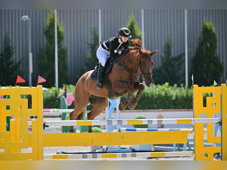Selle italien Hongre 12 Ans 170 cm Alezan brûlé in Gy&#x151;r-Moson-Sopron