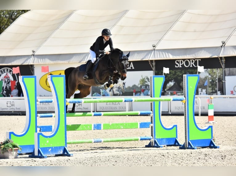 Selle italien Hongre 14 Ans 167 cm Bai brun in Guanzate