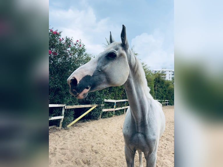 Selle italien Hongre 15 Ans 170 cm Gris in In Via San Nicola