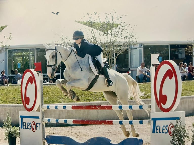 Selle italien Hongre 15 Ans 170 cm Gris in In Via San Nicola