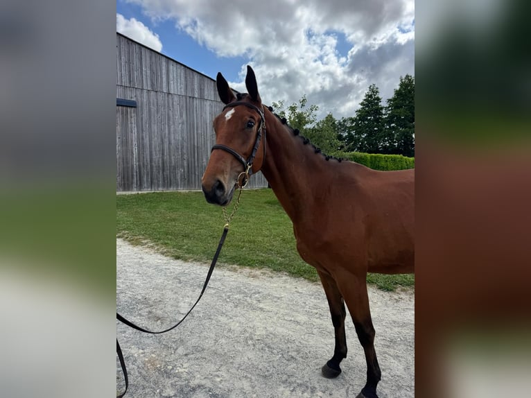 Selle italien Hongre 3 Ans 161 cm Bai in La Haye-Saint-Sylvestre