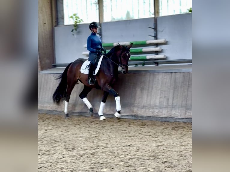 Selle italien Croisé Hongre 4 Ans 177 cm Bai cerise in Odessa Selle italien Croisé Hongre 4 Ans 177 cm Bai cerise in Odessa