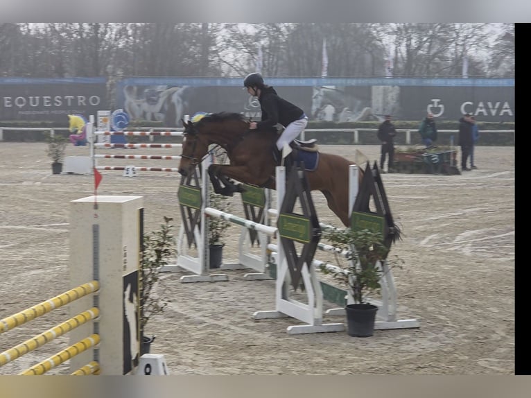 Selle italien Hongre 6 Ans Bai in Siena