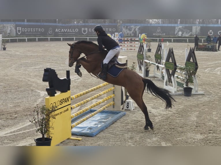 Selle italien Hongre 6 Ans Bai in Siena