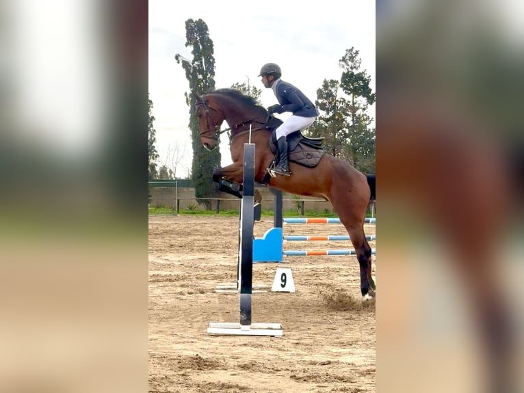 Selle italien Hongre 8 Ans 170 cm Bai in Enna