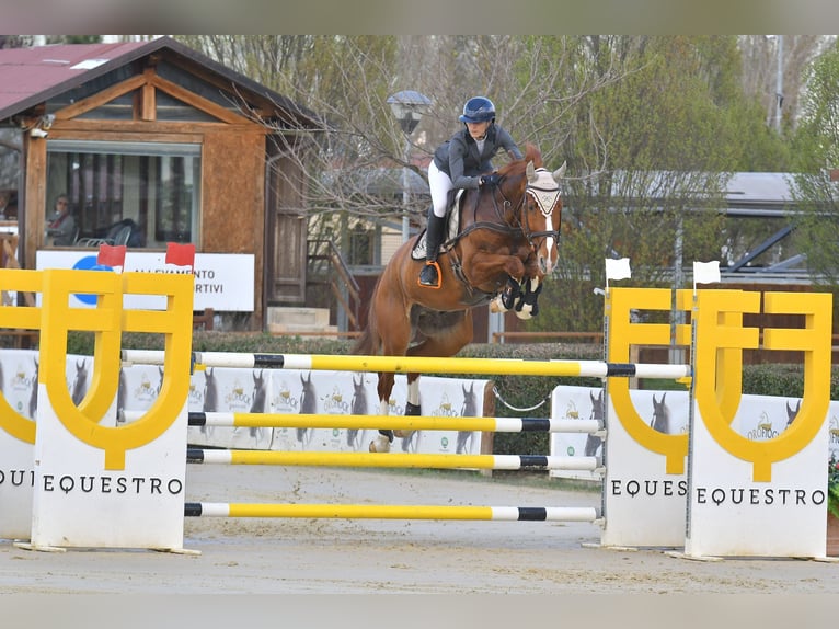 Selle italien Hongre 9 Ans 175 cm Alezan in Hamm