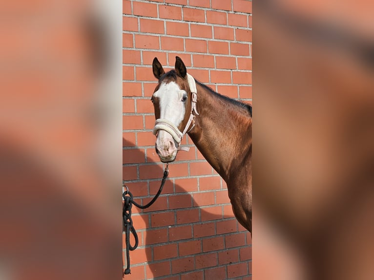 Selle italien Jument 11 Ans 160 cm Bai brun in Hünxexe