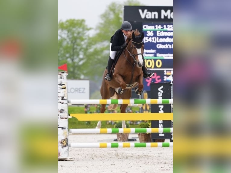 Selle italien Jument 11 Ans 167 cm Alezan in Siebengewald