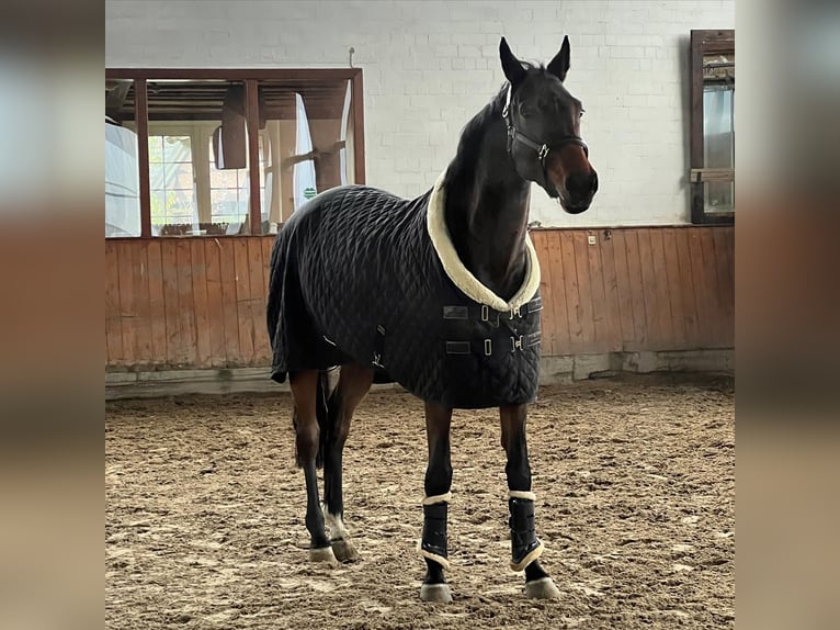 Selle italien Jument 12 Ans 175 cm Bai in Neustadt am Rübenberge