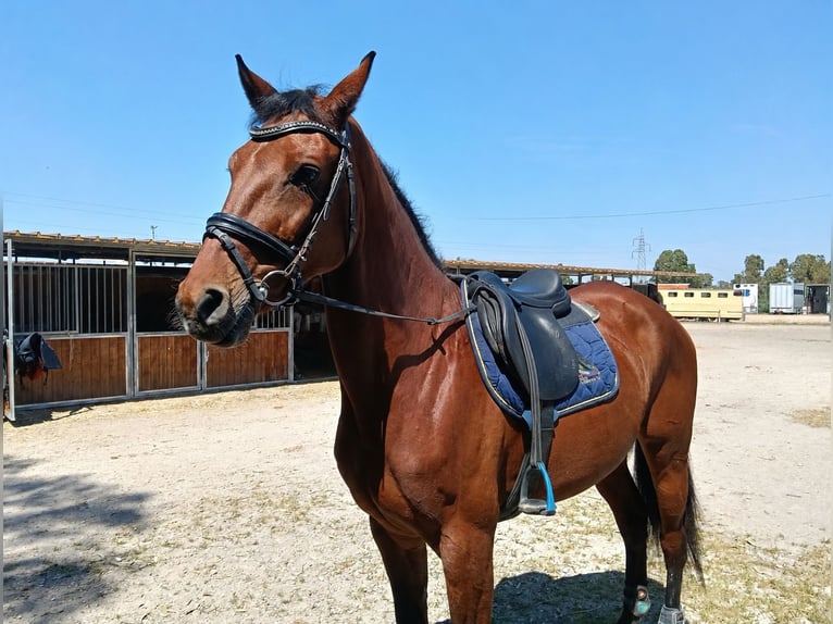 Selle italien Jument 14 Ans 170 cm Bai in Roma