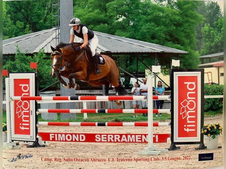 Selle italien Jument 15 Ans 170 cm Bai in Giulianova Spiaggia