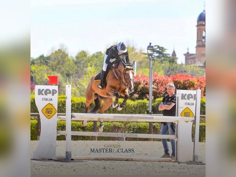 Selle italien Jument 16 Ans 170 cm Bai in Giulianova Spiaggia