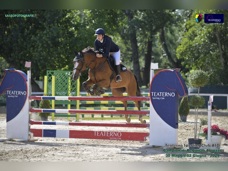 Selle italien Jument 16 Ans 172 cm Bai in Giulianova Spiaggia