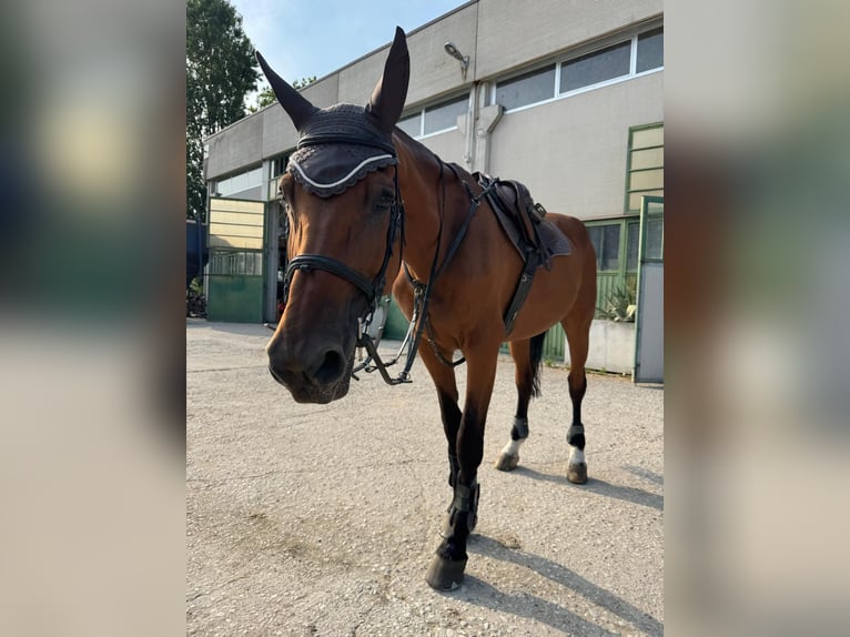 Selle italien Jument 18 Ans 180 cm Bai in Selvazzano Dentro