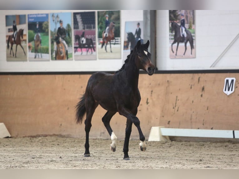 Selle italien Jument 1 Année Bai in Revislate