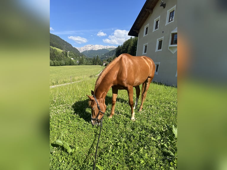Selle italien Jument 4 Ans 162 cm Alezan in Sankt Christina