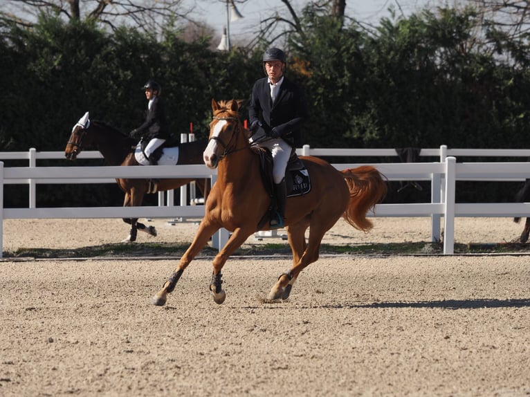 Selle italien Jument 4 Ans 162 cm Alezan in Sankt Christina