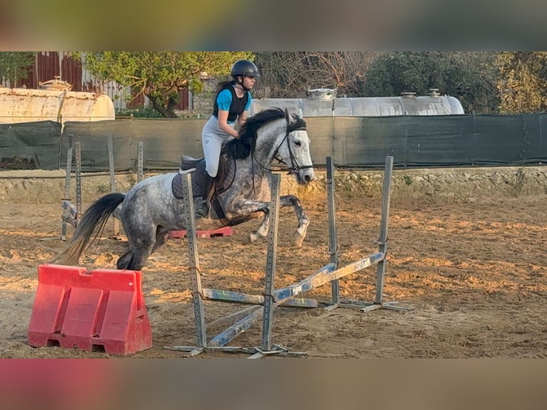 Selle italien Croisé Jument 7 Ans 155 cm Gris in Solarino