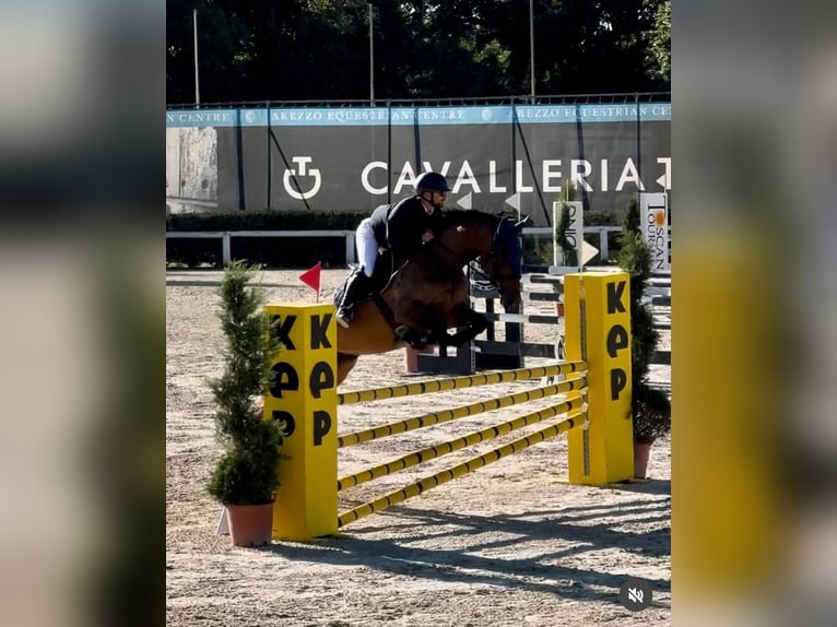 Selle italien Jument 8 Ans 175 cm Bai in Gubbio