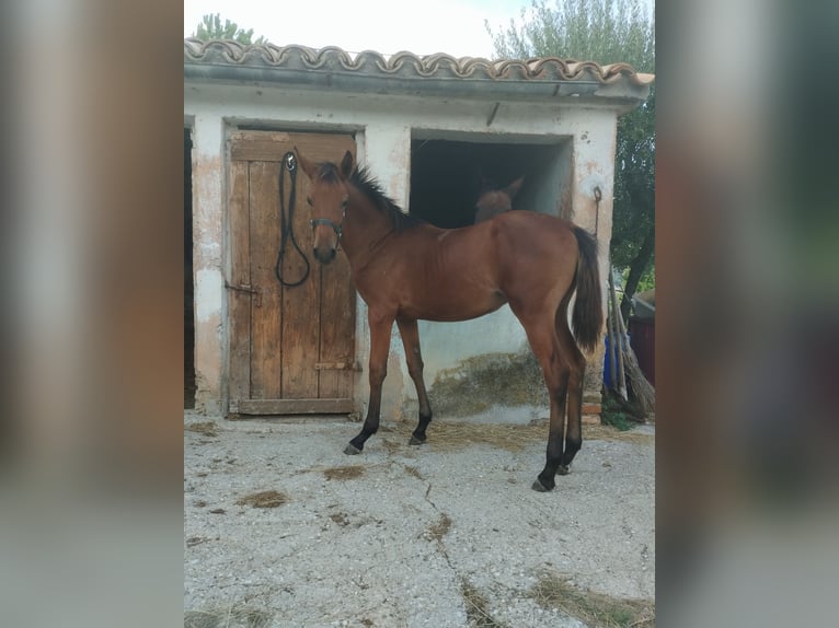 Selle italien Jument Poulain (04/2024) Alezan brûlé in Tolentino