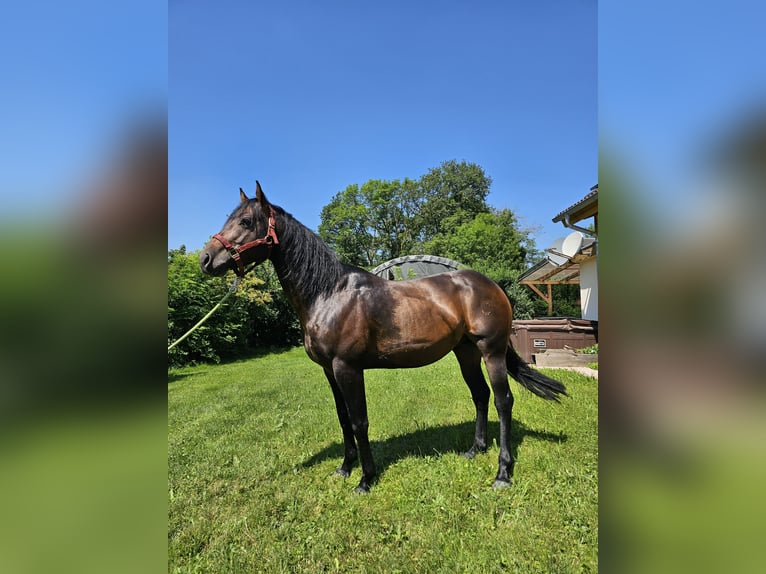 SH SKYLINE BANDIT American Quarter Horse Hengst Donkerbruin in Steinen