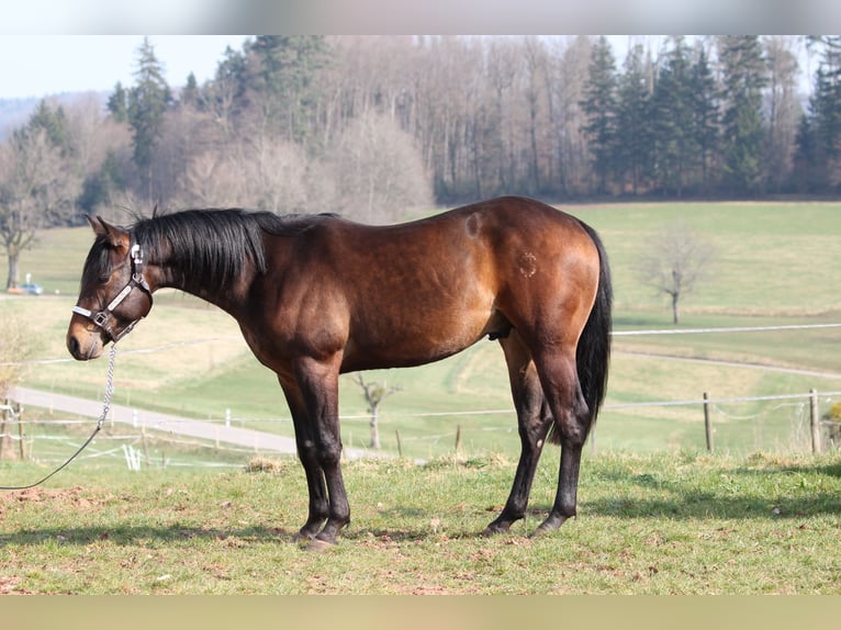 SH SKYLINE BANDIT American Quarter Horse Hengst Dunkelbrauner in Steinen