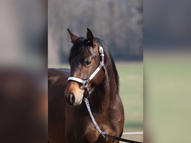 SH SKYLINE BANDIT American Quarter Horse Stallion Bay-Dark in Steinen SH SKYLINE BANDIT American Quarter Horse Stallion Bay-Dark in Steinen