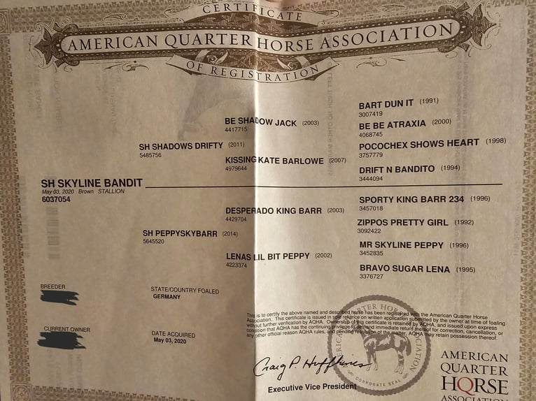 SH SKYLINE BANDIT American Quarter Horse Stallone Baio scuro in Steinen SH SKYLINE BANDIT American Quarter Horse Stallone Baio scuro in Steinen