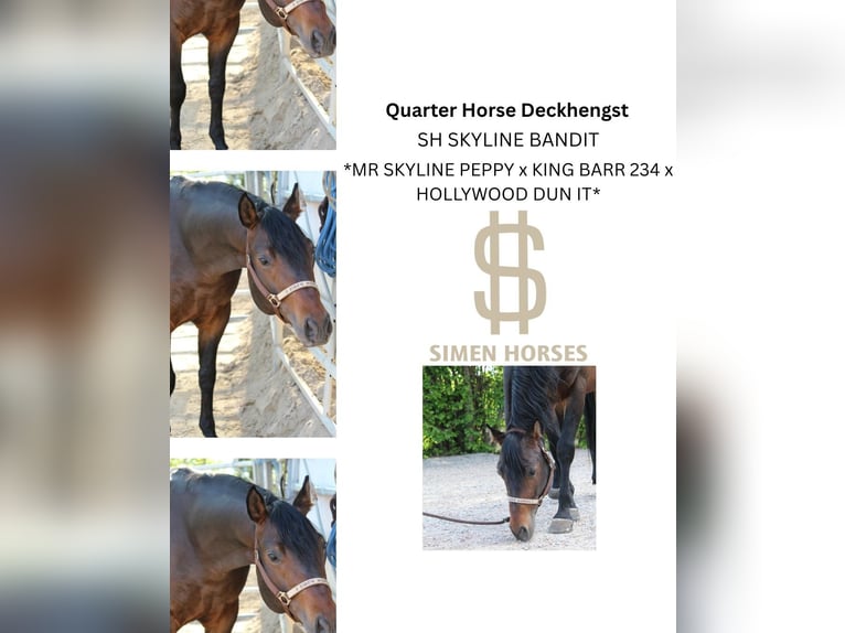 SH SKYLINE BANDIT American Quarter Horse Stallone Baio scuro in Steinen