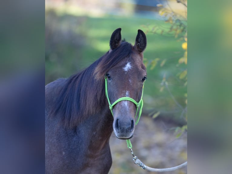 Shagya-arab Hingst 1 år Grå in Plzen