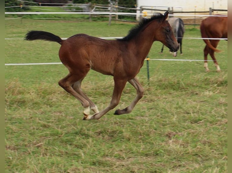 Shagya-arab Hingst Föl (05/2024) Brun in Tiefenbach