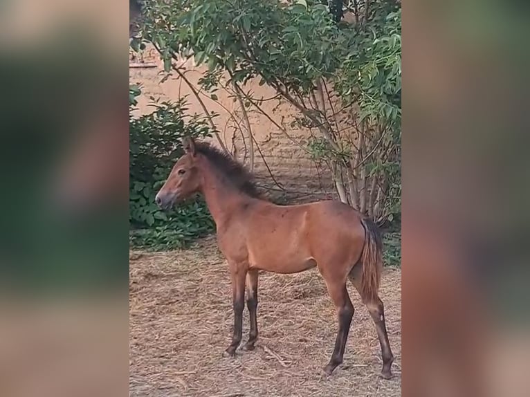 Shagya-arab Sto 4 år 156 cm Brun in Bulgaria