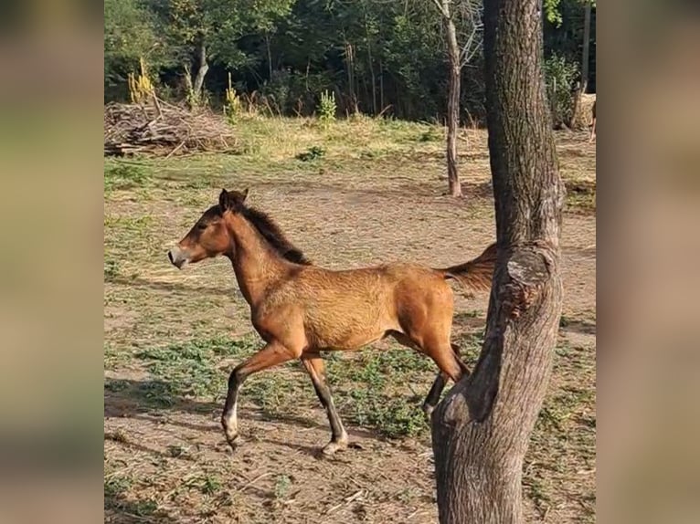 Shagya-arab Sto 4 år 156 cm Brun in Bulgaria