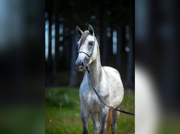 Shagya-arab Valack 3 år 160 cm Grå in Komárov