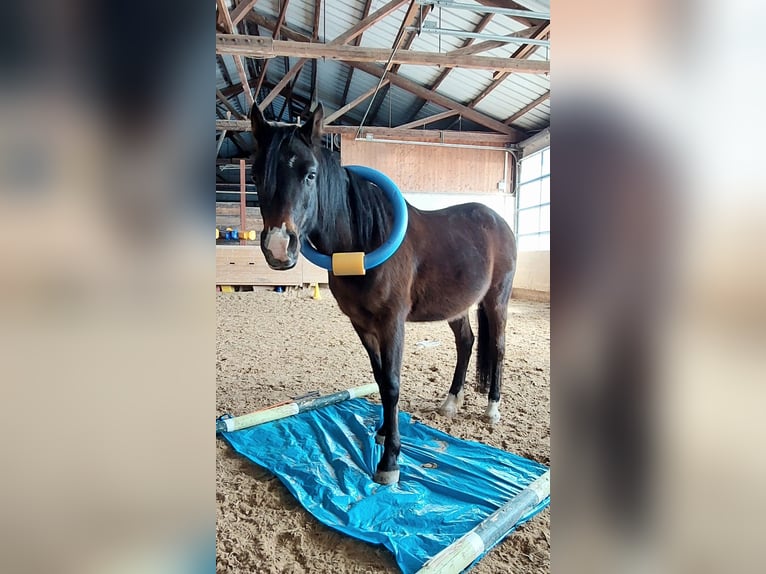 Shagya-arab Valack 7 år 150 cm Brun in Oberbergkirchen