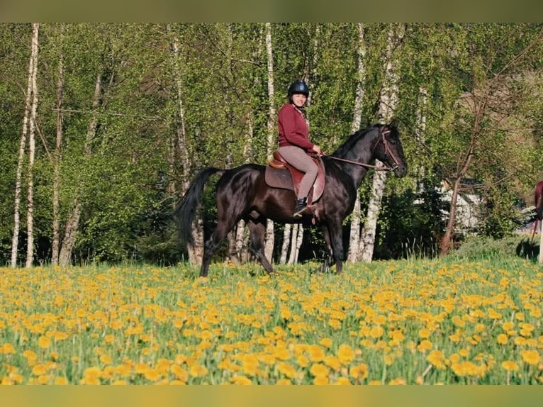 Shagya Araber Hengst 12 Jahre 155 cm Schwarzbrauner in Şaru Dornei