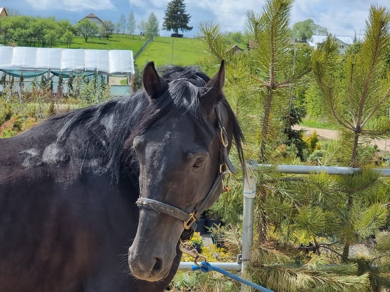Shagya Araber Hengst 12 Jahre 155 cm Schwarzbrauner in Şaru Dornei