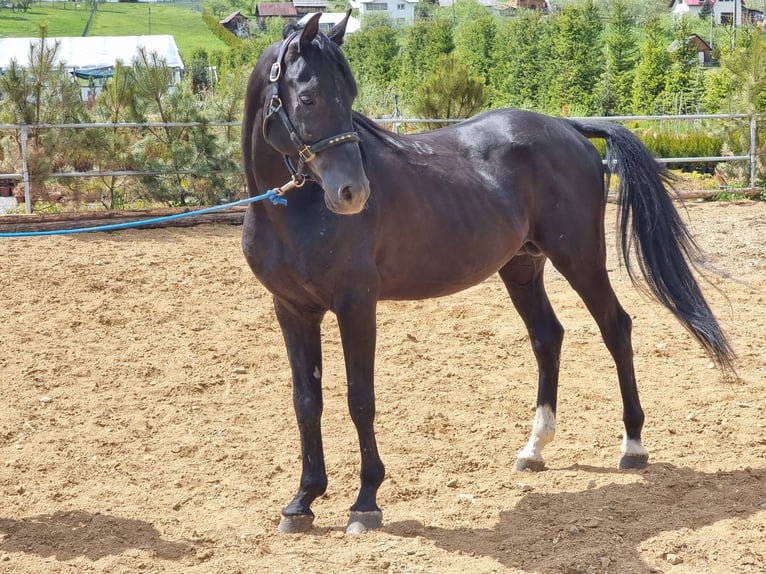 Shagya Araber Hengst 12 Jahre 155 cm Schwarzbrauner in Şaru Dornei