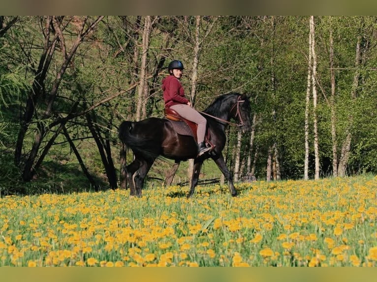 Shagya Araber Hengst 12 Jahre 155 cm Schwarzbrauner in Şaru Dornei
