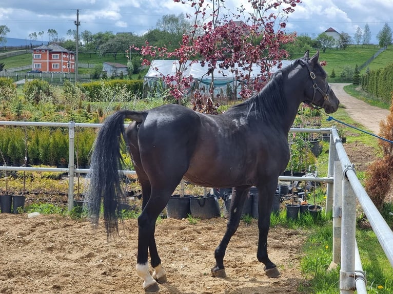 Shagya Araber Hengst 12 Jahre 155 cm Schwarzbrauner in Şaru Dornei