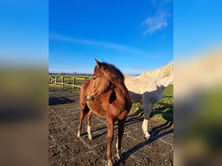 Shagya Araber Hengst 1 Jahr 157 cm Hellbrauner in K&#xF6;hn