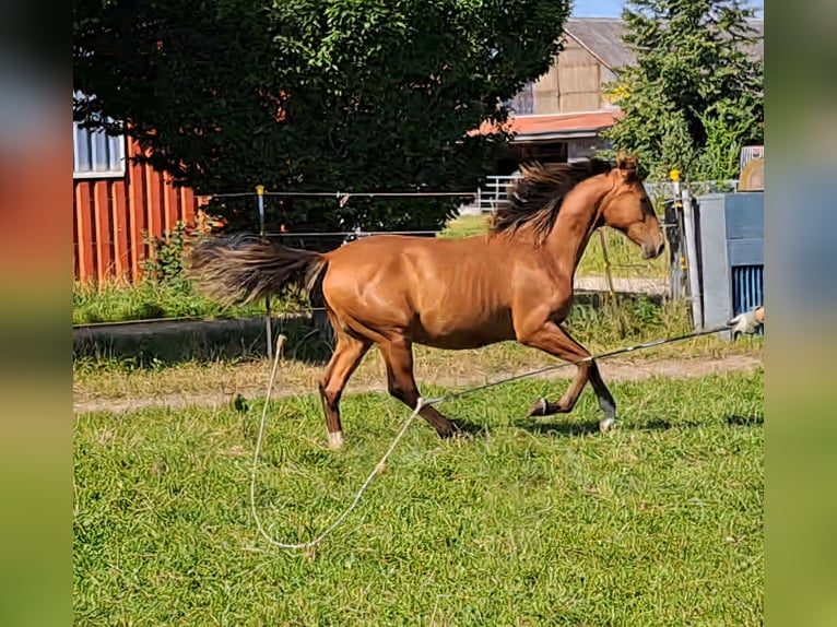 Shagya Araber Hengst 1 Jahr 157 cm Hellbrauner in K&#xF6;hn