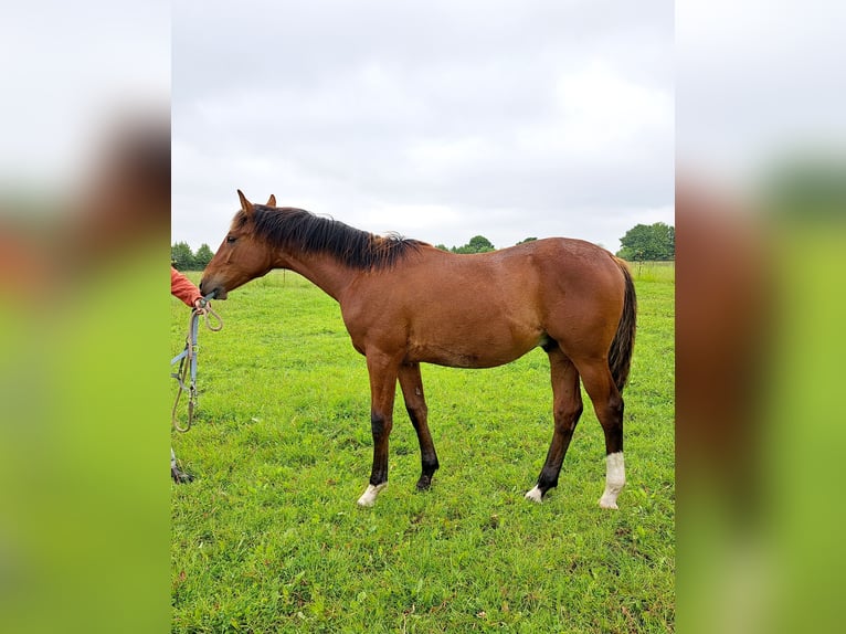Shagya Araber Hengst 1 Jahr 157 cm Hellbrauner in K&#xF6;hn