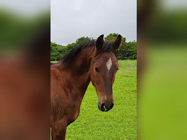 Shagya Araber Hengst 1 Jahr 157 cm Hellbrauner in K&#xF6;hn